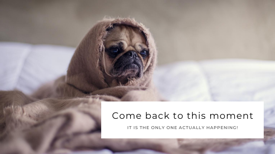 Nature Jewelry can bring you back to the moment. Cute doggie wearing a blanket, looking grumpy