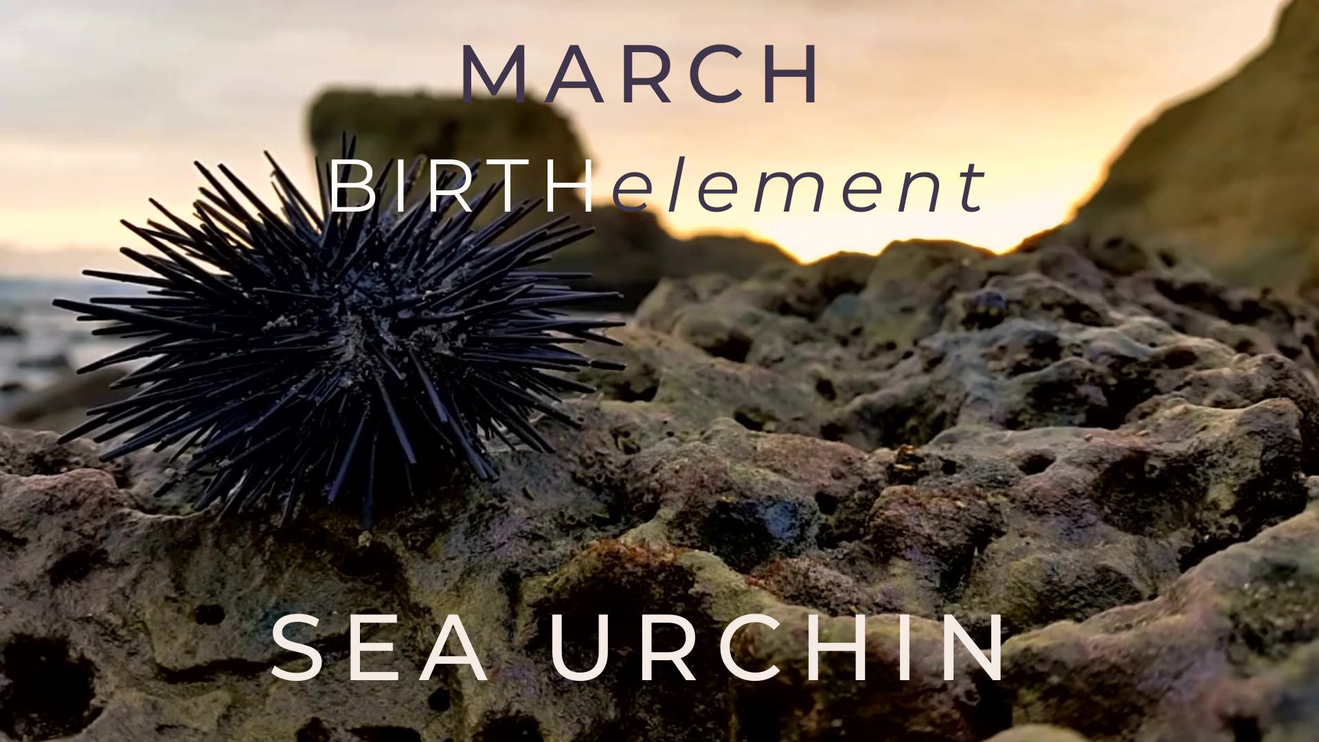 Load video: healing powers of sea urchin jewelry