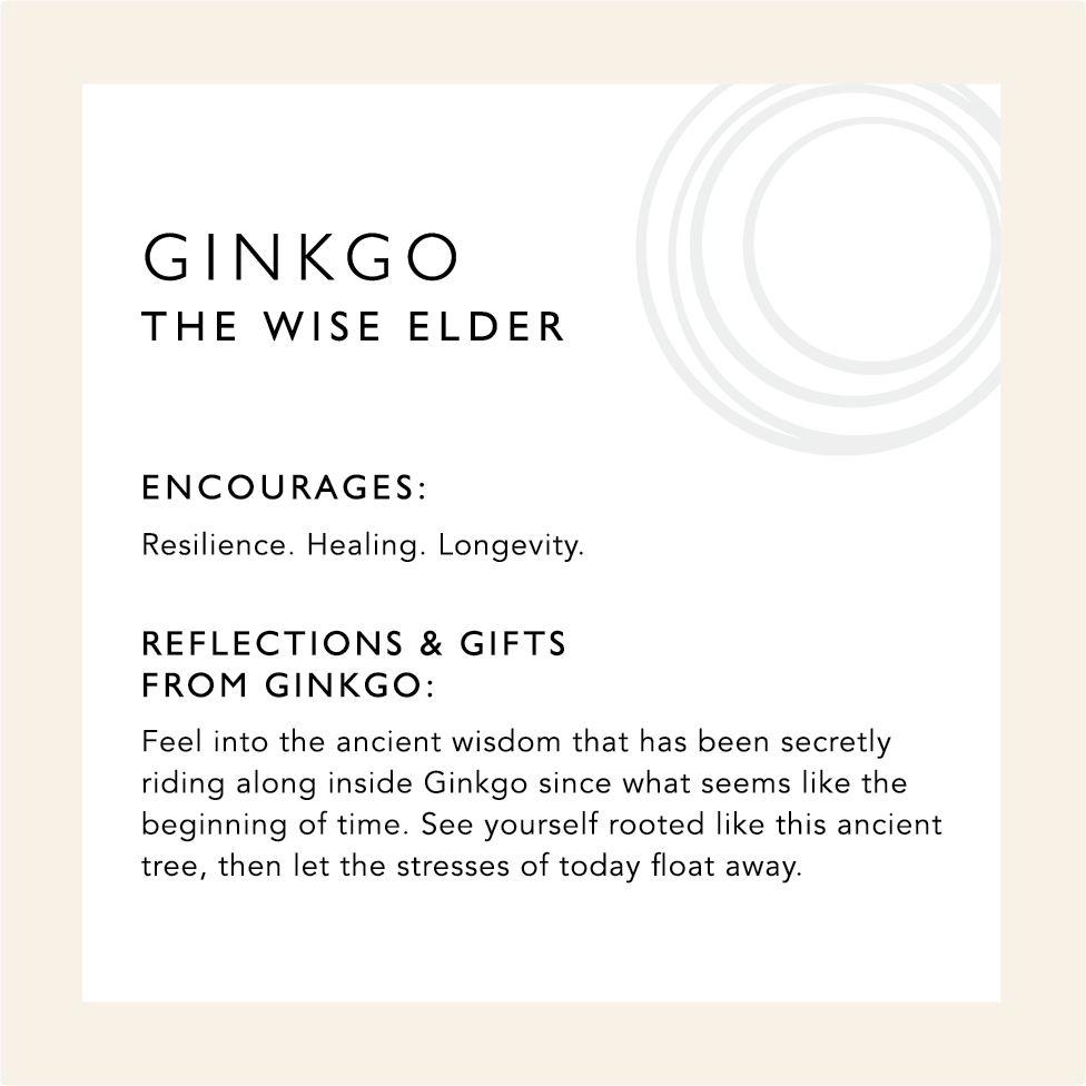Ginkgo: The Wise Elder. Encourages resilience, healing, longevity. Reflections & gifts from Ginkgo: Feel into the ancient wisdom that has been secretly riding along inside ginkgo since what seems like the beginning of time. See yourself rooted like this ancient tree, then let the stresses of today float away